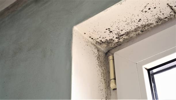 Best Mold Prevention Services  in Clyde Hill, WA