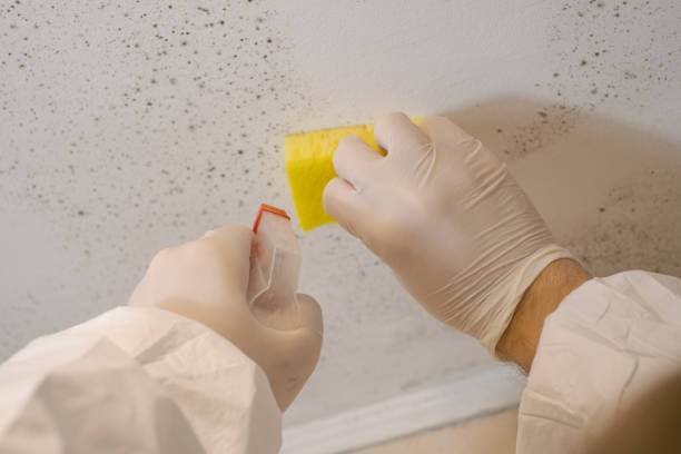 Best Black Mold Removal  in Clyde Hill, WA